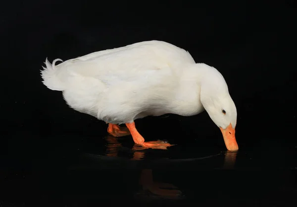 Pato blanco en el agua — Foto de Stock