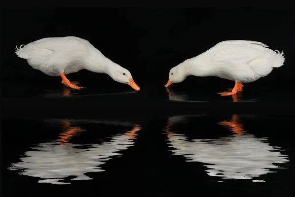 Suda iki beyaz ördek — Stok fotoğraf