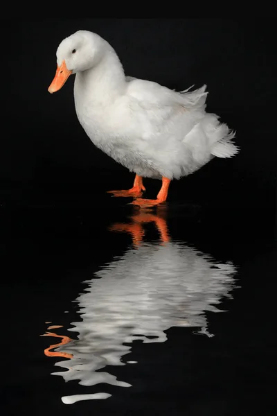 Bílá kachna ve vodě — Stock fotografie