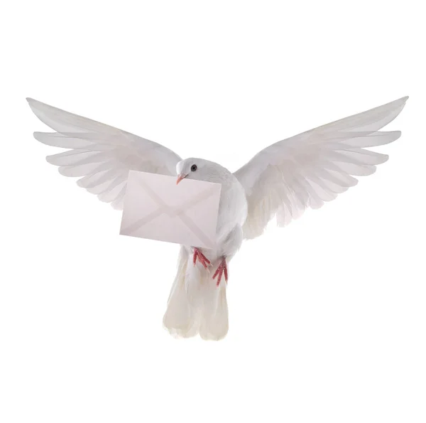 Вільний літаючий білий голуб з буквою — стокове фото