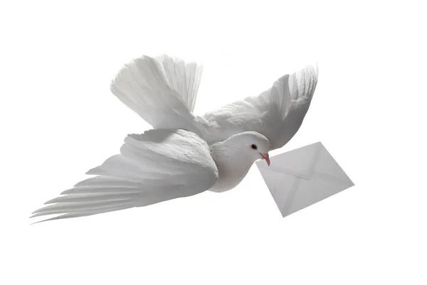 Free flying white pigeon with the letter — Stock Photo, Image