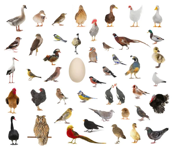 Birds who have appeared from egg — Stock Image Birds who have appeared from egg Royalty Free Stock Photos