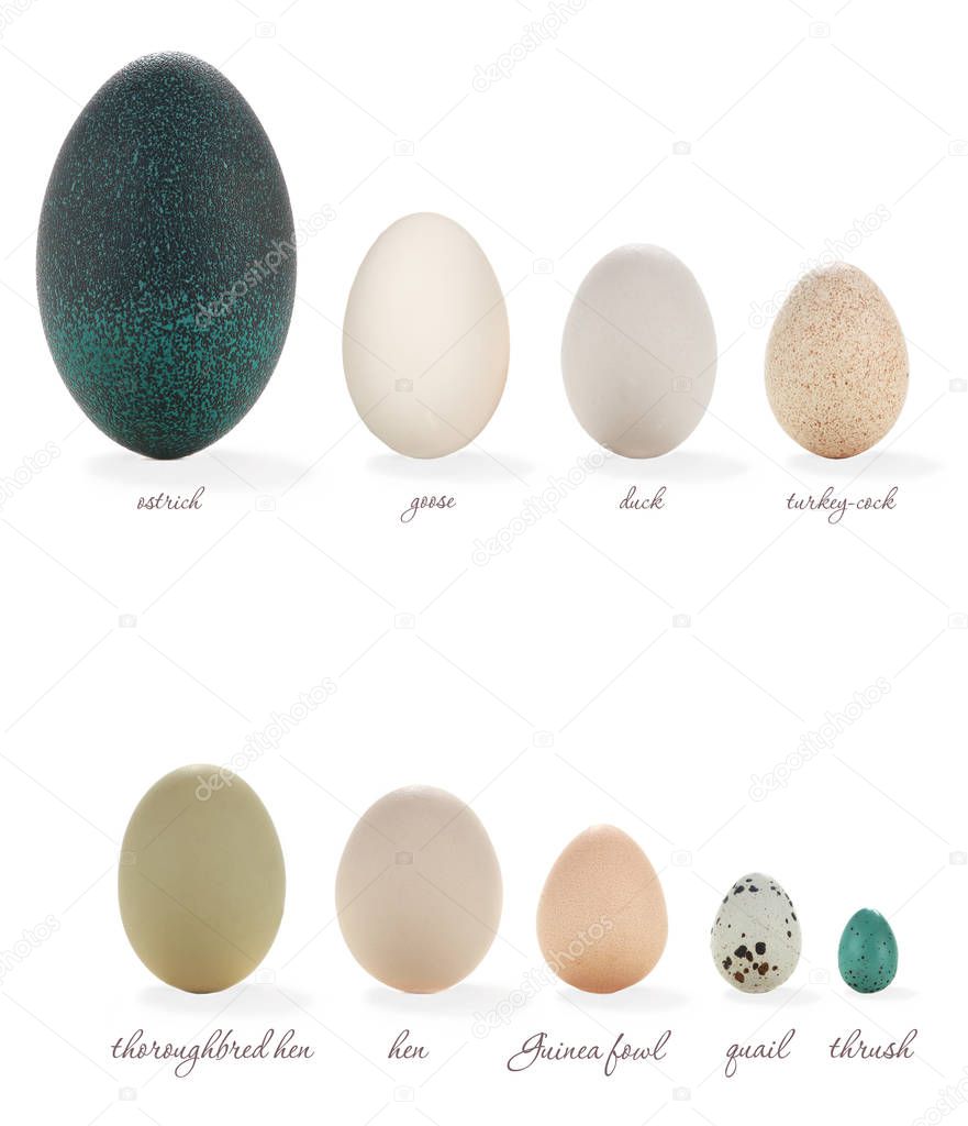 eggs of different bird      