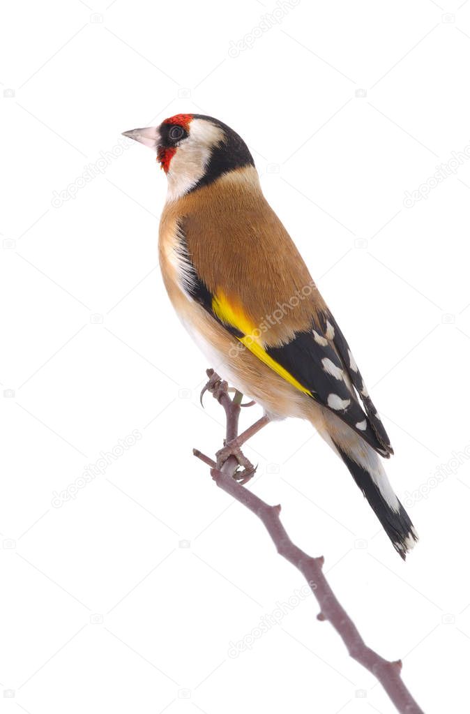goldfinch on a white