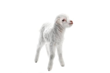 keçi çocuğun üzerinde beyaz izole