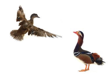 kadın ve erkek mandarin ördekleri