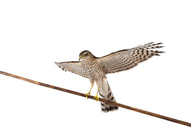 Şahin yükseltilmiş kanadı