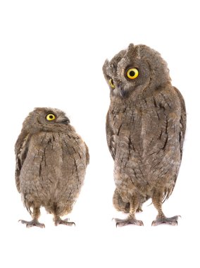 Two european scops owl  clipart