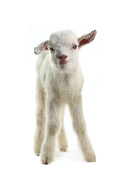 Miúdo de cabra isolado em branco — Fotografia de Stock
