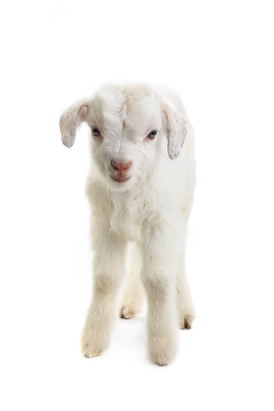 Goat kid na białym tle — Zdjęcie stockowe