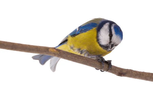 Eurasian Blue Tit — Stock Photo, Image