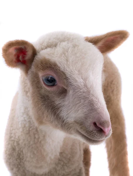 Moutons sur un blanc — Photo