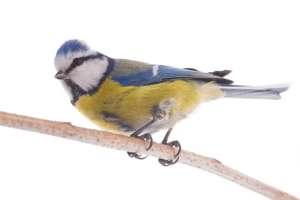 Eurasie mésange bleue — Photo