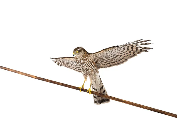 Falcon met de verhoogde vleugel — Stockfoto