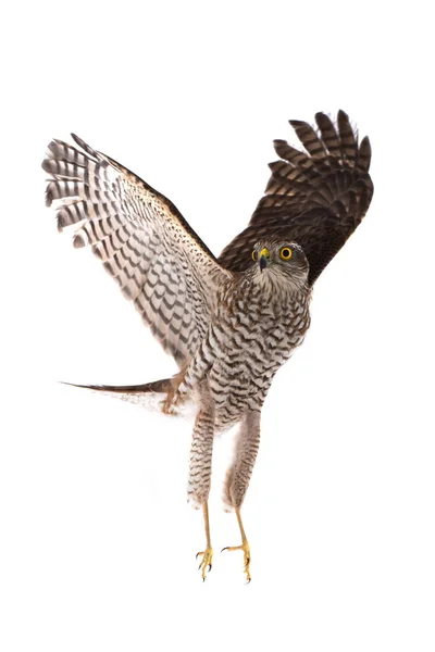 Falke mit dem Hochflügel — Stockfoto
