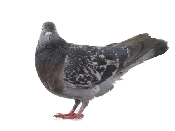 Um pombo cinzento — Fotografia de Stock