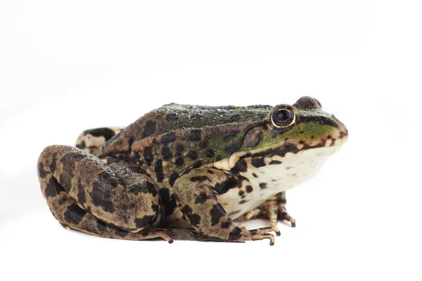 Rana isolata su un bianco — Foto Stock