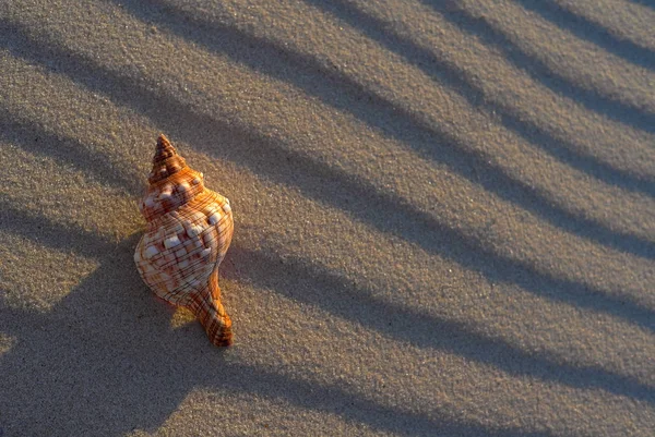 Cockleshell on sand — Stock Photo, Image