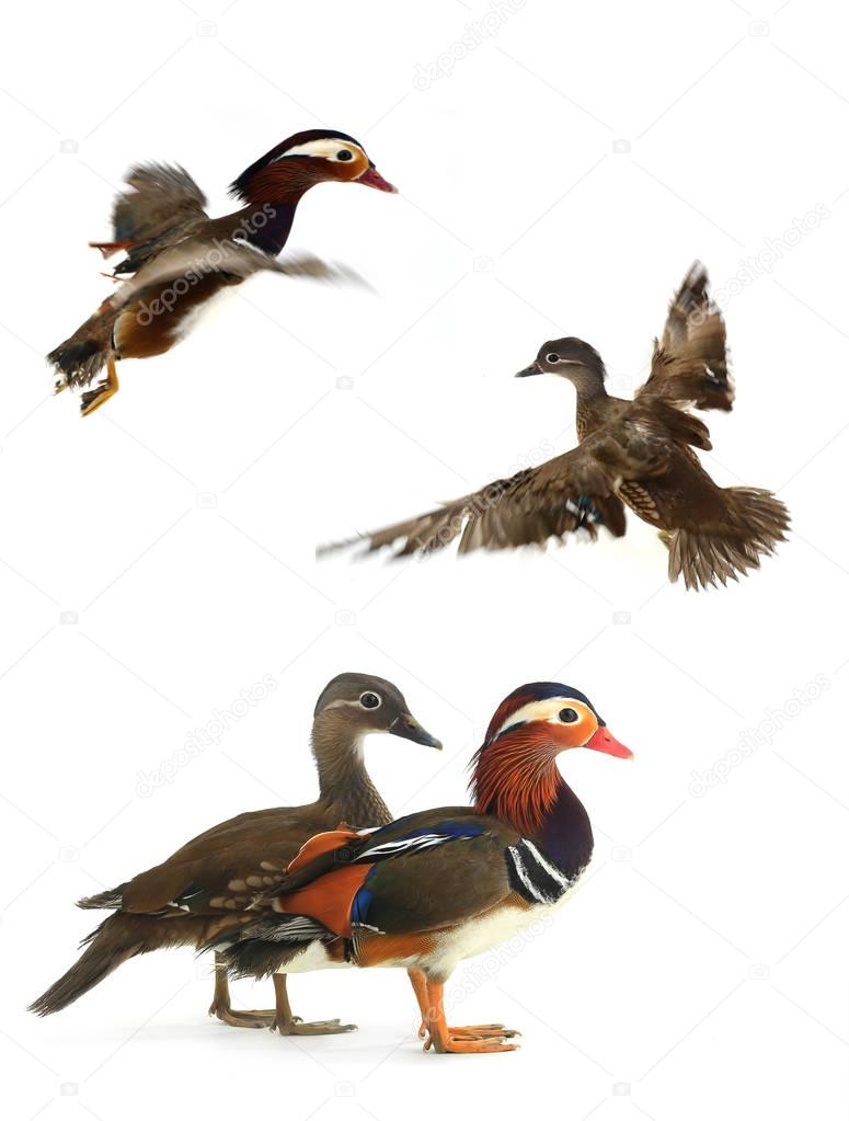 female and male mandarin ducks