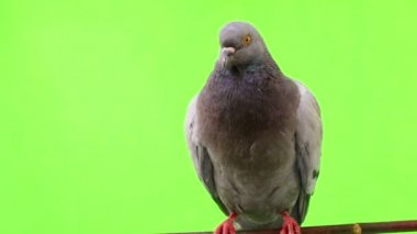 gri güvercin yeşil izole