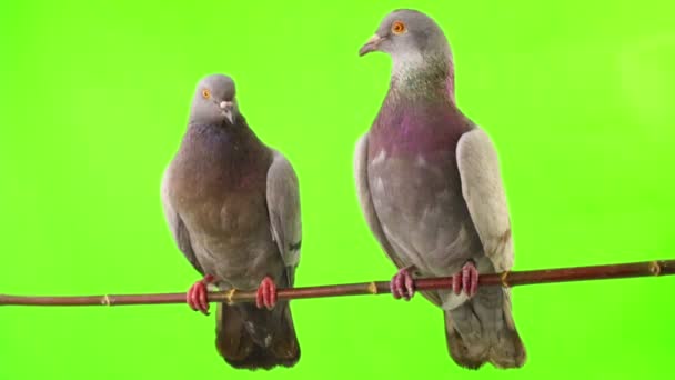 Two doves isolated on green — Stock Video