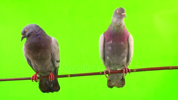 Dwa gołębie na zielonym tle — Wideo stockowe