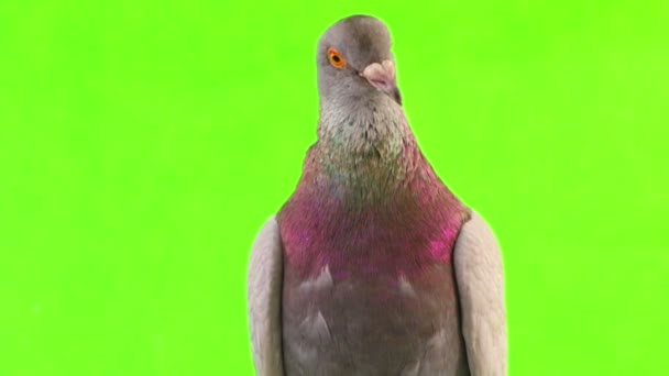 Grey dove isolated on green — Stock Video