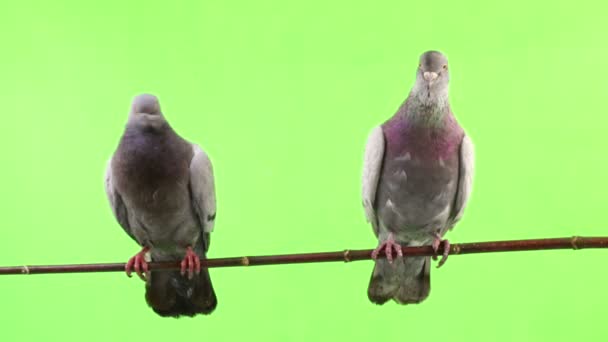 Zwei Tauben isoliert auf Grün — Stockvideo