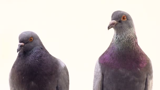 Twee duiven op een wit — Stockvideo