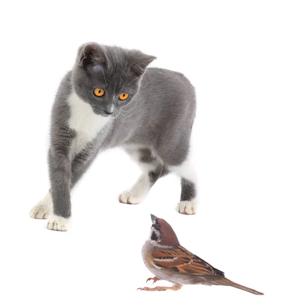 Šedá kočka a vrabec — Stock fotografie