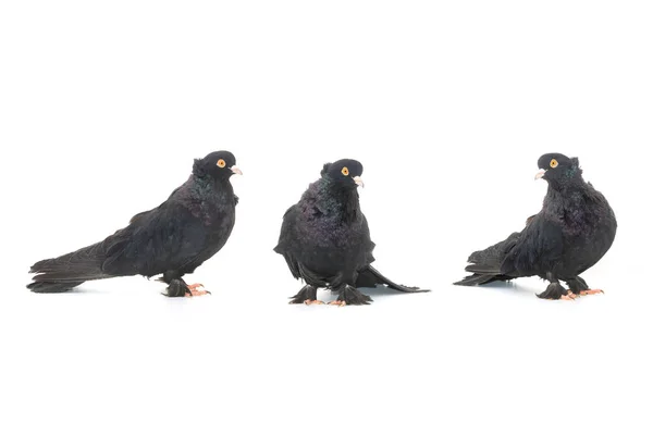 Três pombas negras — Fotografia de Stock