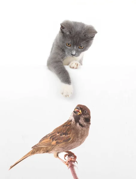 Γκρι γάτα και σπουργίτι — Φωτογραφία Αρχείου
