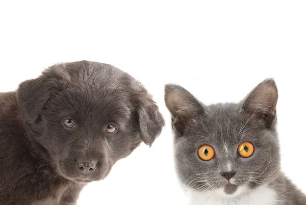 Negro cachorro y gatito gris — Foto de Stock