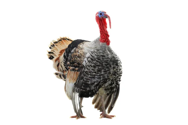 Turkey-cock isolated on a white — Stock Photo, Image