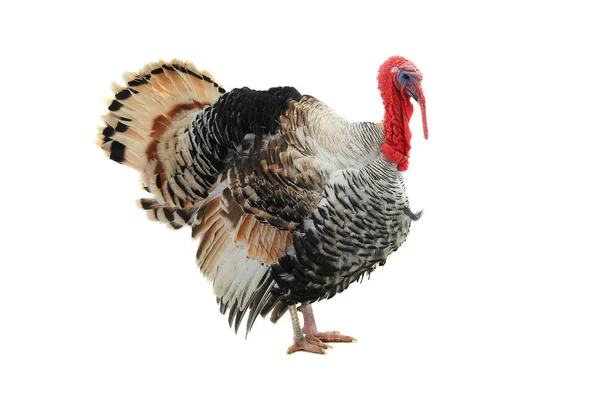 Turkey-cock isolated on a white — Stock Photo, Image