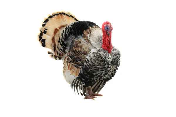 Turkey-cock isolated on a white — Stock Photo, Image