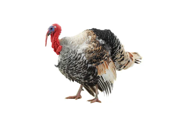 Turkey-cock isolated on a white — Stock Photo, Image