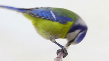 Avrasya Mavi baştankara (Cyanistes caeruleus) beyaz izole dalı