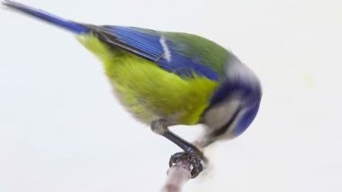 Avrasya Mavi baştankara (Cyanistes caeruleus) beyaz izole dalı