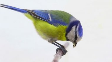 Avrasya Mavi baştankara (Cyanistes caeruleus) beyaz izole dalı