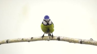 Avrasya Mavi baştankara (Cyanistes caeruleus) beyaz izole dalı