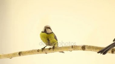 İki Avrasya mavi memeli (Cyanistes caeruleus) dalı üzerinde beyaz bir ekran üzerinde