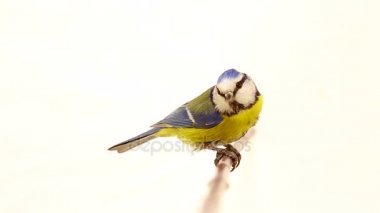 Avrasya Mavi baştankara (Cyanistes caeruleus) beyaz izole dalı