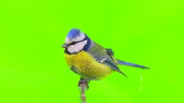İki Avrasya mavi memeli (Cyanistes caeruleus) dalı