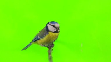 Eurasian Blue Tit (Cyanistes caeruleus) 