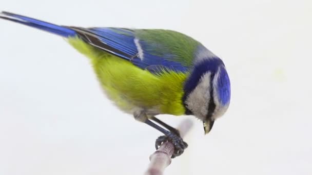 Eurasian Blue Tit (Cyanistes caeruleus) on branch isolated on a white — Stock Video