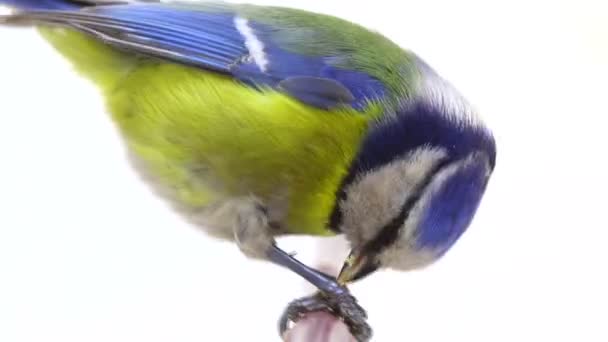 Eurasian Blue Tit (Cyanistes caeruleus) on branch isolated on a white — Stock Video
