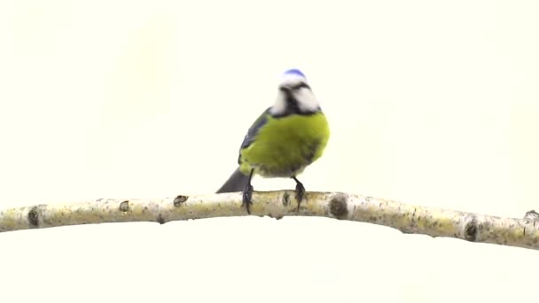 Two Eurasian Blue Tits (Cyanistes caeruleus) on branch on a white screen — Stock Video