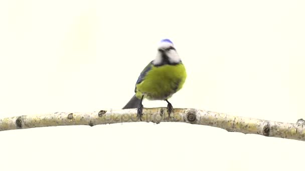 Dois seios azuis eurasianos (cyanistes caeruleus) em um galho em uma tela branca — Vídeo de Stock