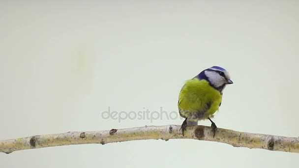 Två eurasiska blåmesar (Cyanistes caeruleus) på gren på en vit skärm — Stockvideo